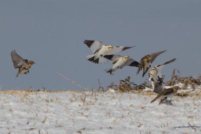 Snow Bunting & Lapland Longspurs