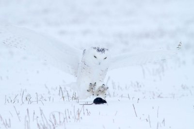 Snowy Owl