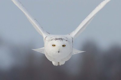 Snowy Owl