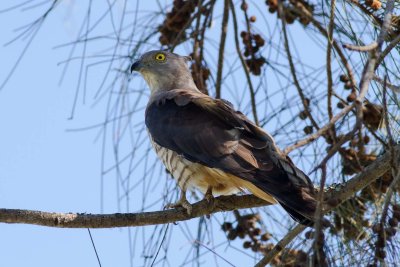 Australian birds of prey