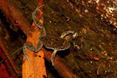 Common Eastern Froglet