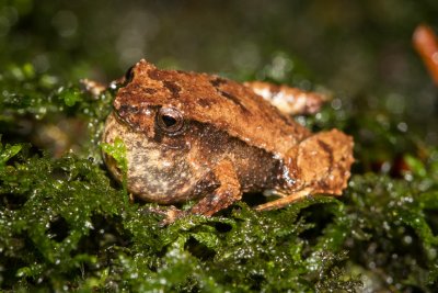 Hip-pocket Frog