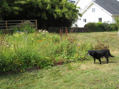 back yard with Ember 2001-2015