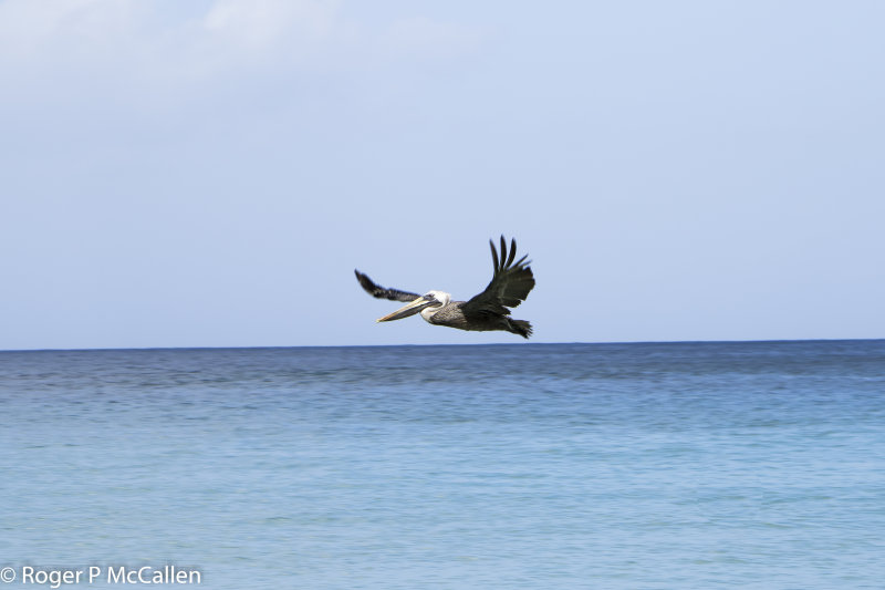 Pelican over Brewers Bay