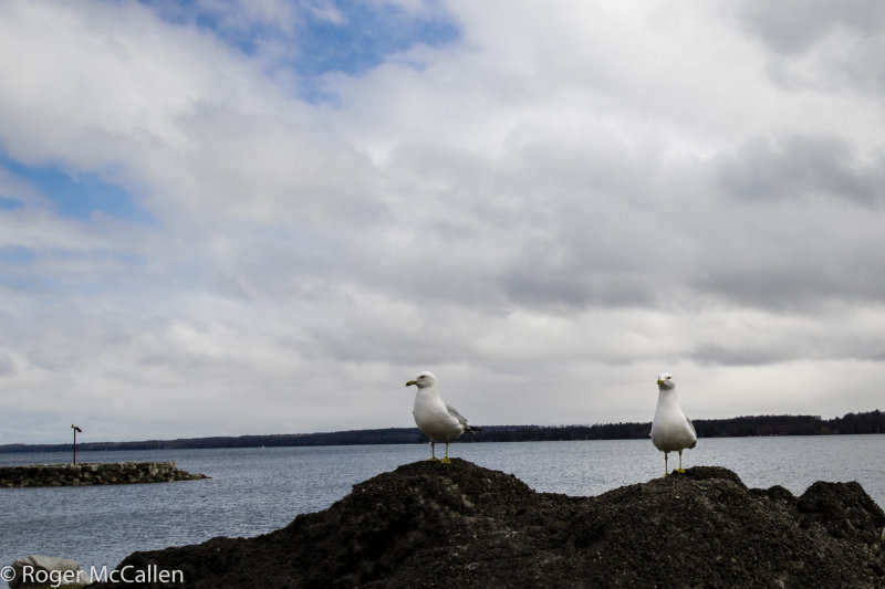 Gulls