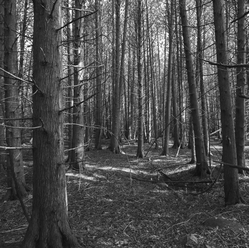 Desolate Forest