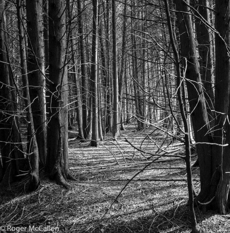 Desolate Forest