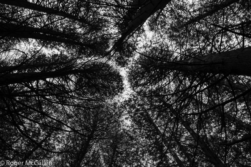 Through the Trees