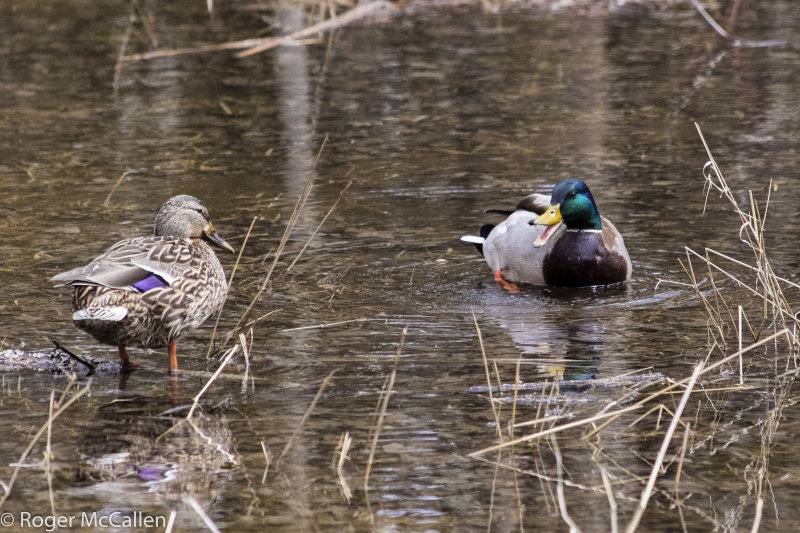 Ducks