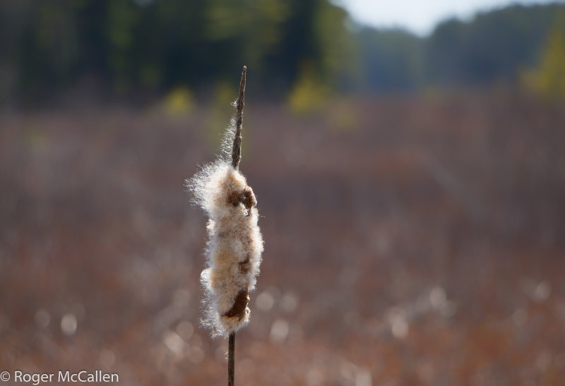 Bulrush