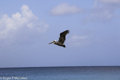 Pelican over Brewers Bay
