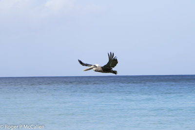 Pelican over Brewers Bay