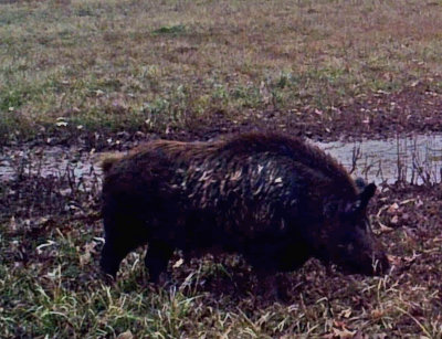 razorback.jpg