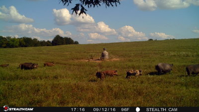Big Pig
