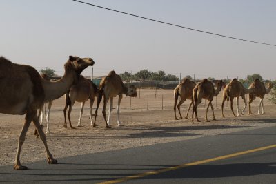 roadside camels.jpg