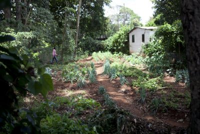 A back yard garden of a tea picker family