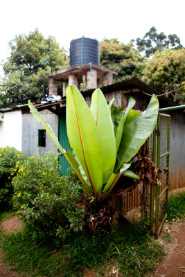 A large leaf plant on in front of a local home