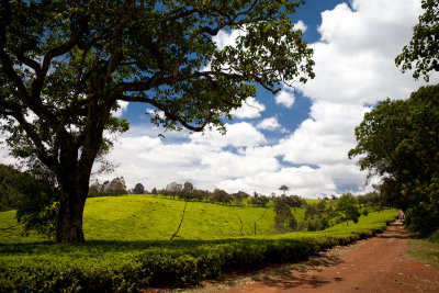 Tigoni Tea Fields of Kenya
