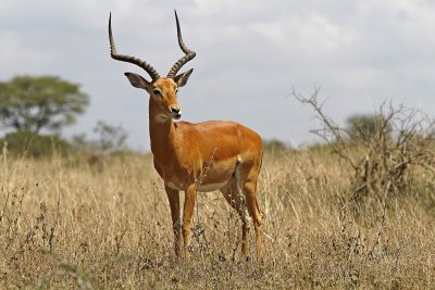 gazelle 3.jpg