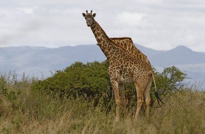 giraffe 3.jpg
