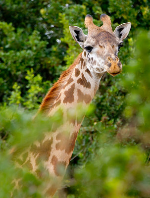 giraffe-1web.jpg