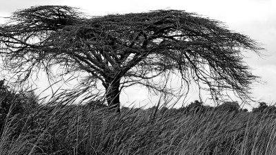 massai tree.jpg