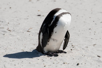 The Headless Penguin - they are rare!