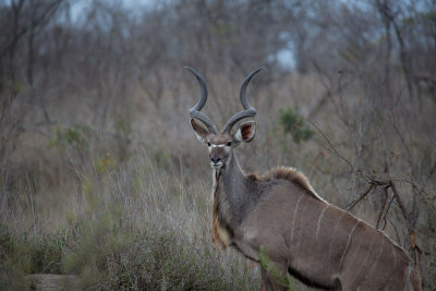 Kudu