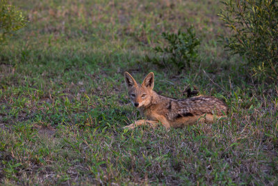 Jackal
