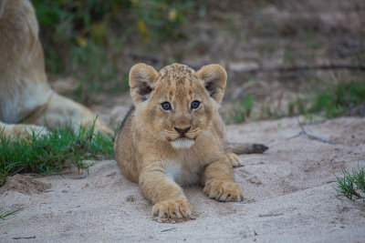 Lion Cub