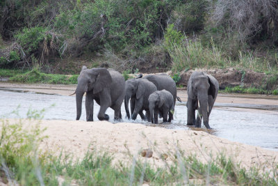 Elephants