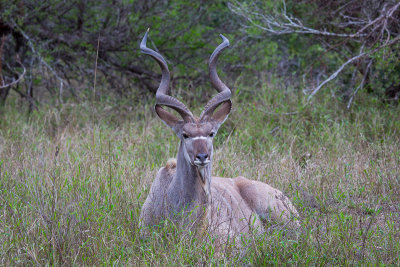 Kudu