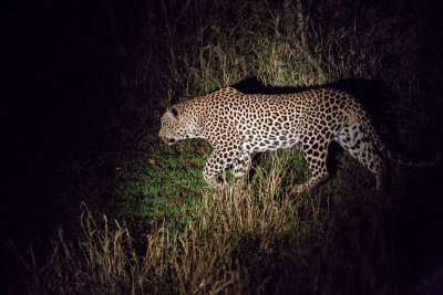 Leopard on the hunt