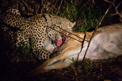 Leopard eating Nyala