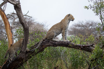 Leopard and Cub