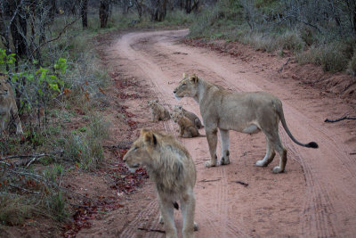 Lion Family