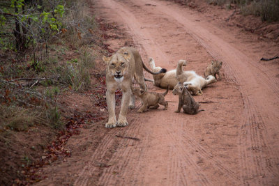 Lion Family