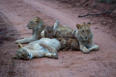 Lion Family