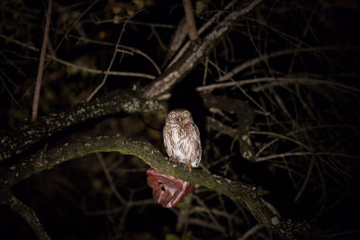 Pearl Spotted Owlet