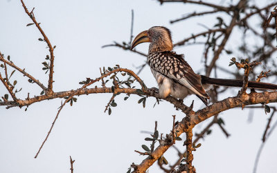 Yellow billed Hornbill