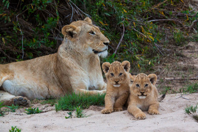 Lioness and cubs