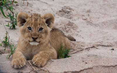 Lion Cub