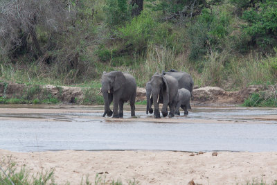 Elephants