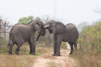 Elephants Playing