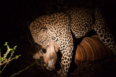 Leopard with Nyala kill