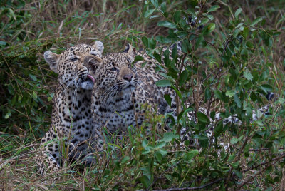 Leopard and Cub