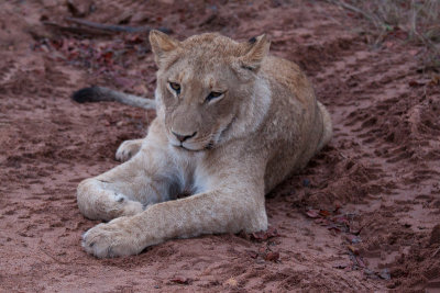 Lioness