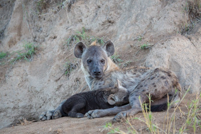 Hyena Mother and Pup