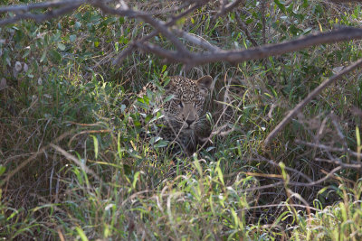 Young Leopard in Hiding