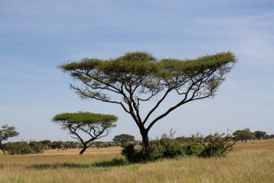 The Serengeti